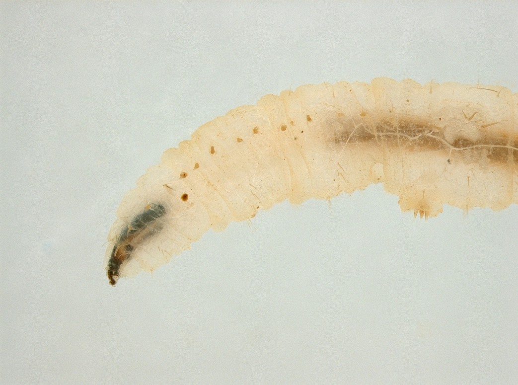 scavatore di imbuti: Vermileo vermileo (Vermileonidae)